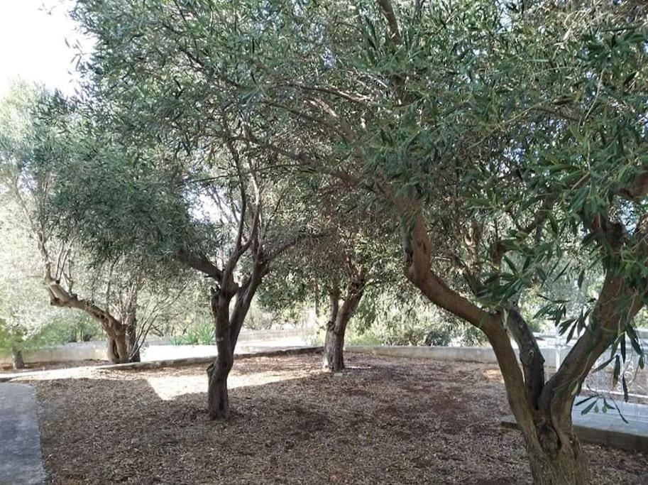 White Villa In Olive Trees And Seaview To Panagia Almiropótamos Exterior foto